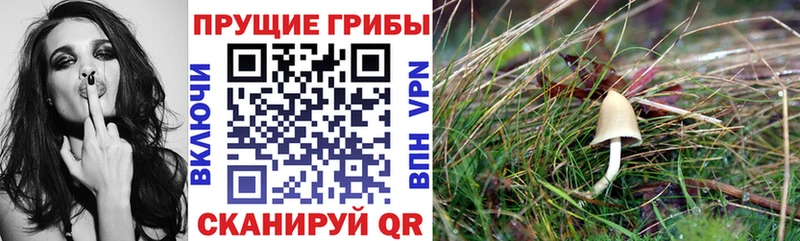 Галлюциногенные грибы Magic Shrooms  Гулькевичи 